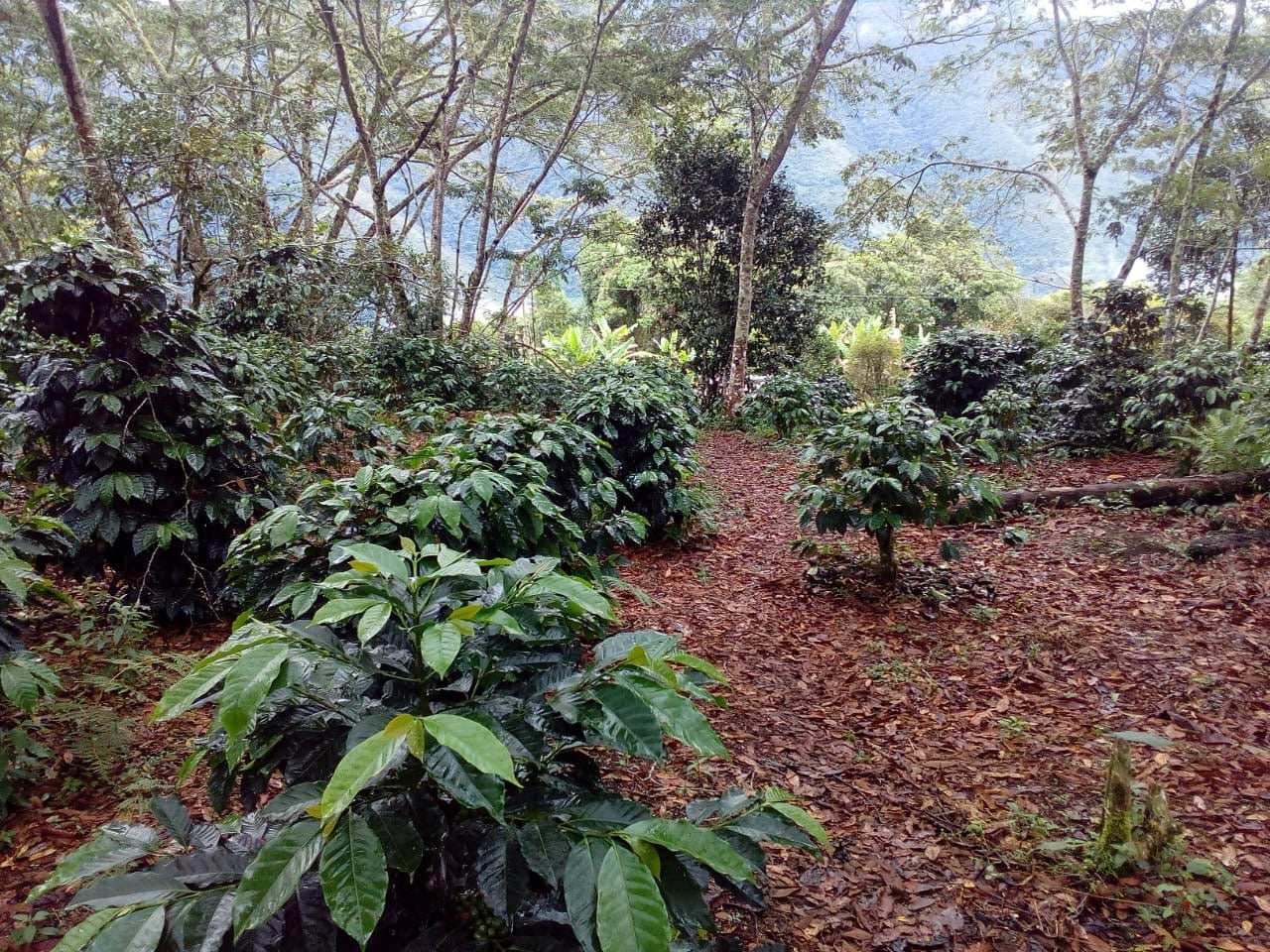 Espresso „Doña Susana"