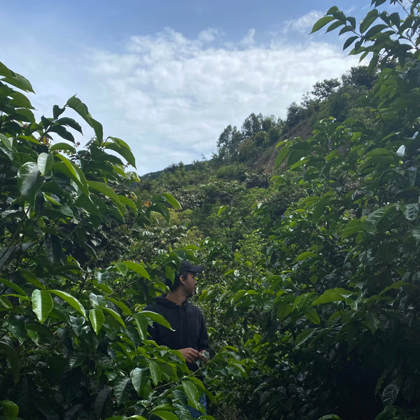Hacienda San Isidro, Costa Rica