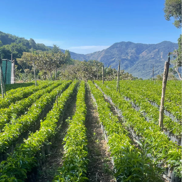 Hacienda San Isidro, Costa Rica