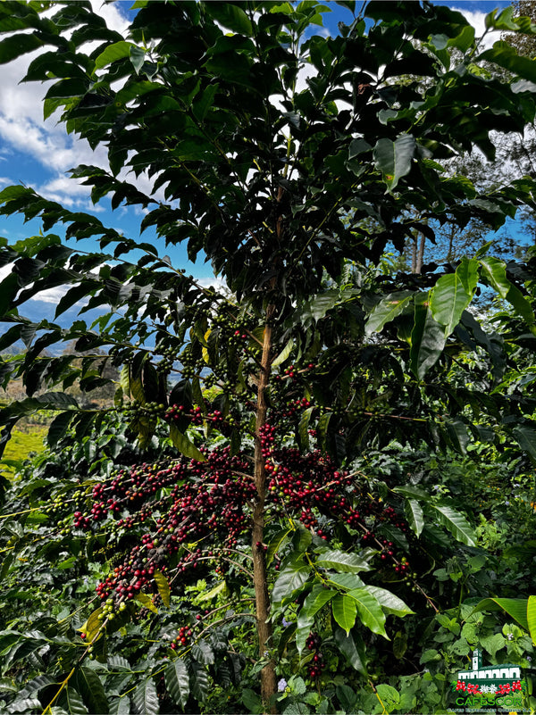 Honduras, CAFESCOR