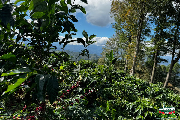 Honduras, CAFESCOR