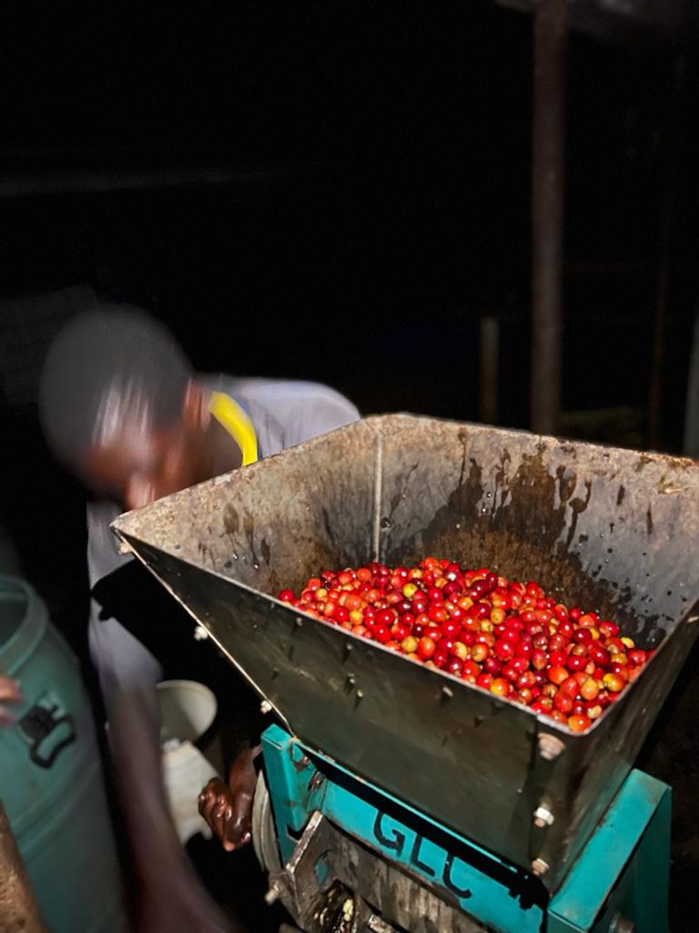 Filterkaffee „Mount Elgon"