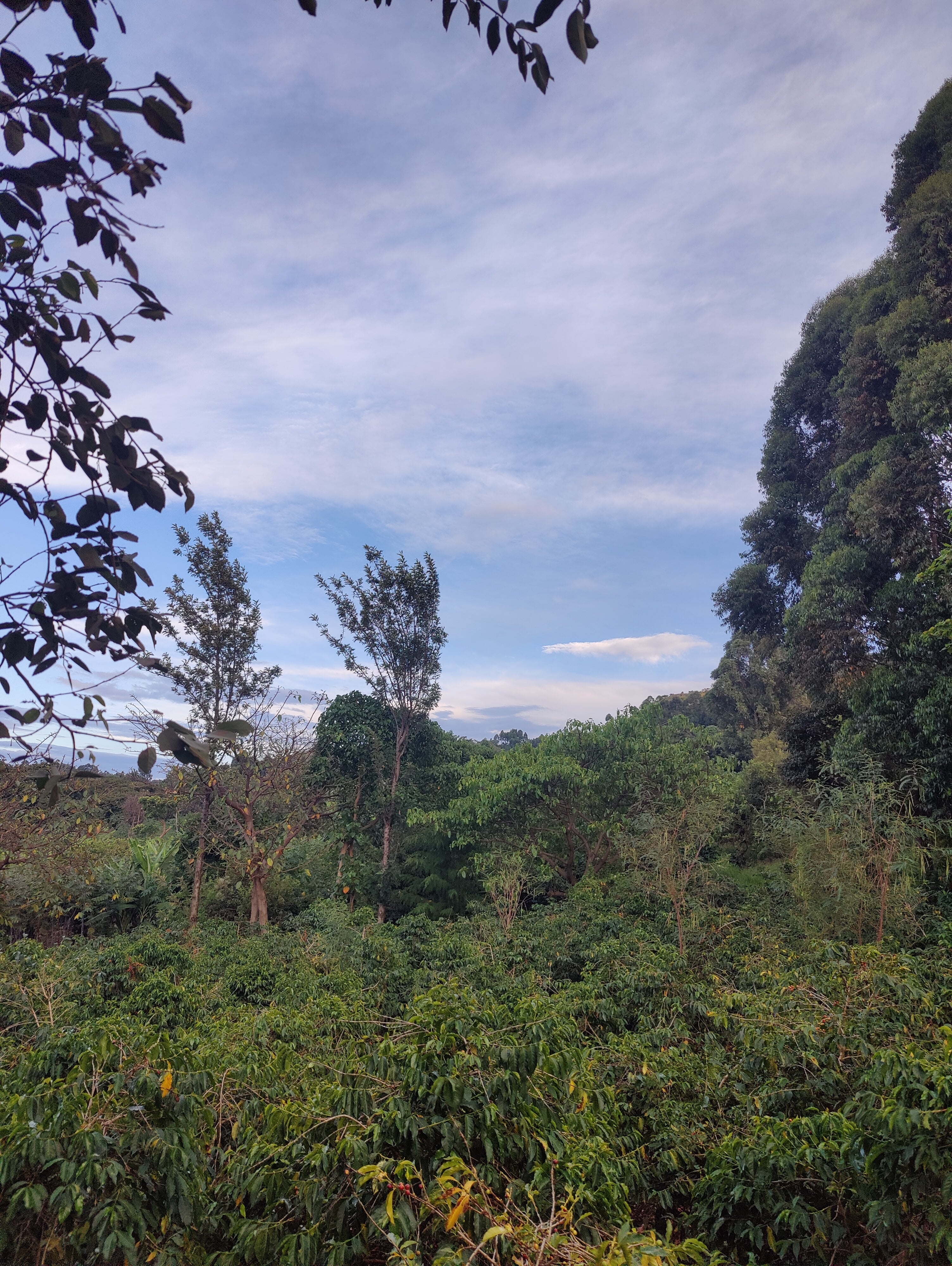 Espresso „Sipi Falls Red Honey“