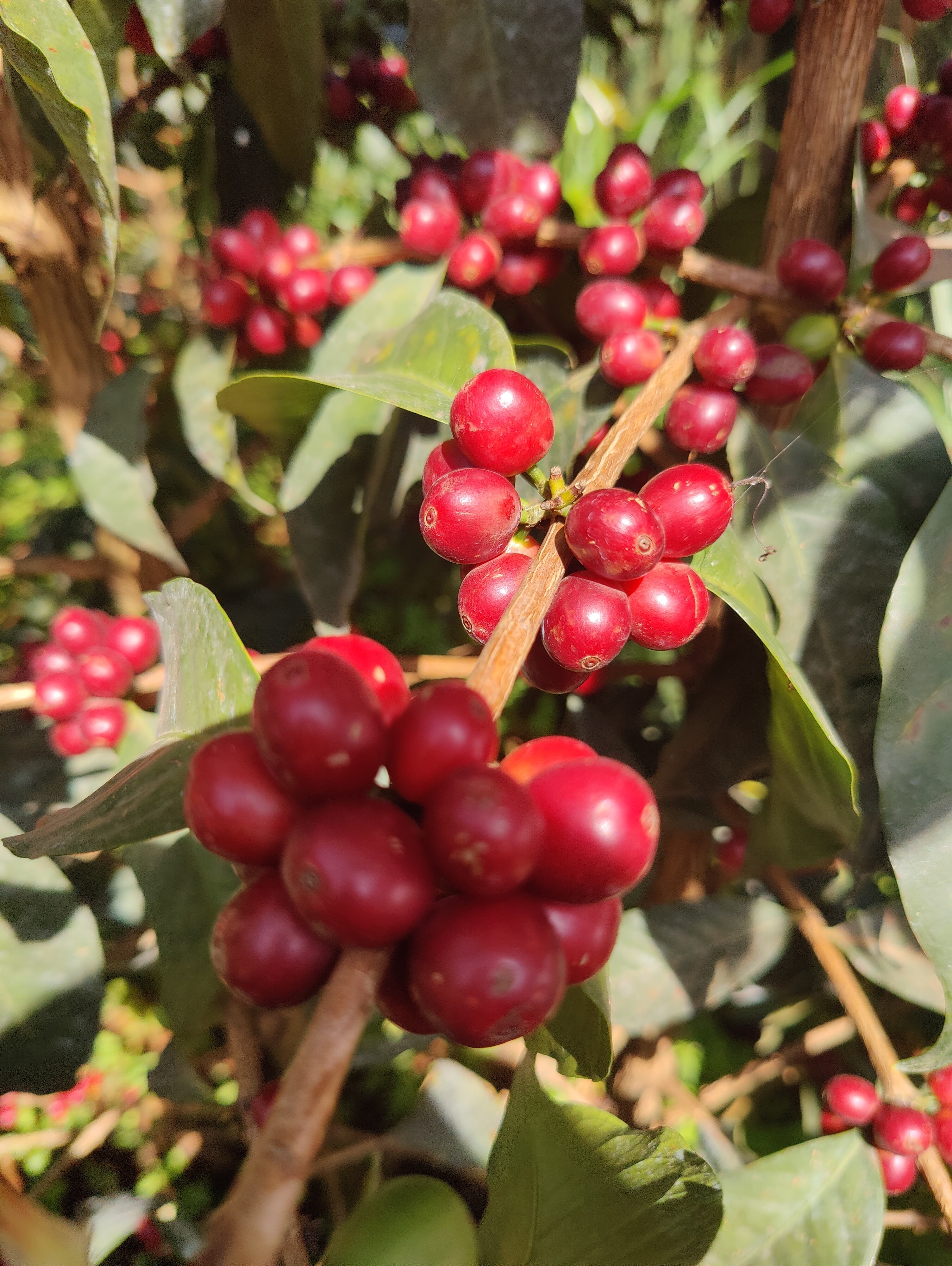Espresso „Sipi Falls Red Honey“