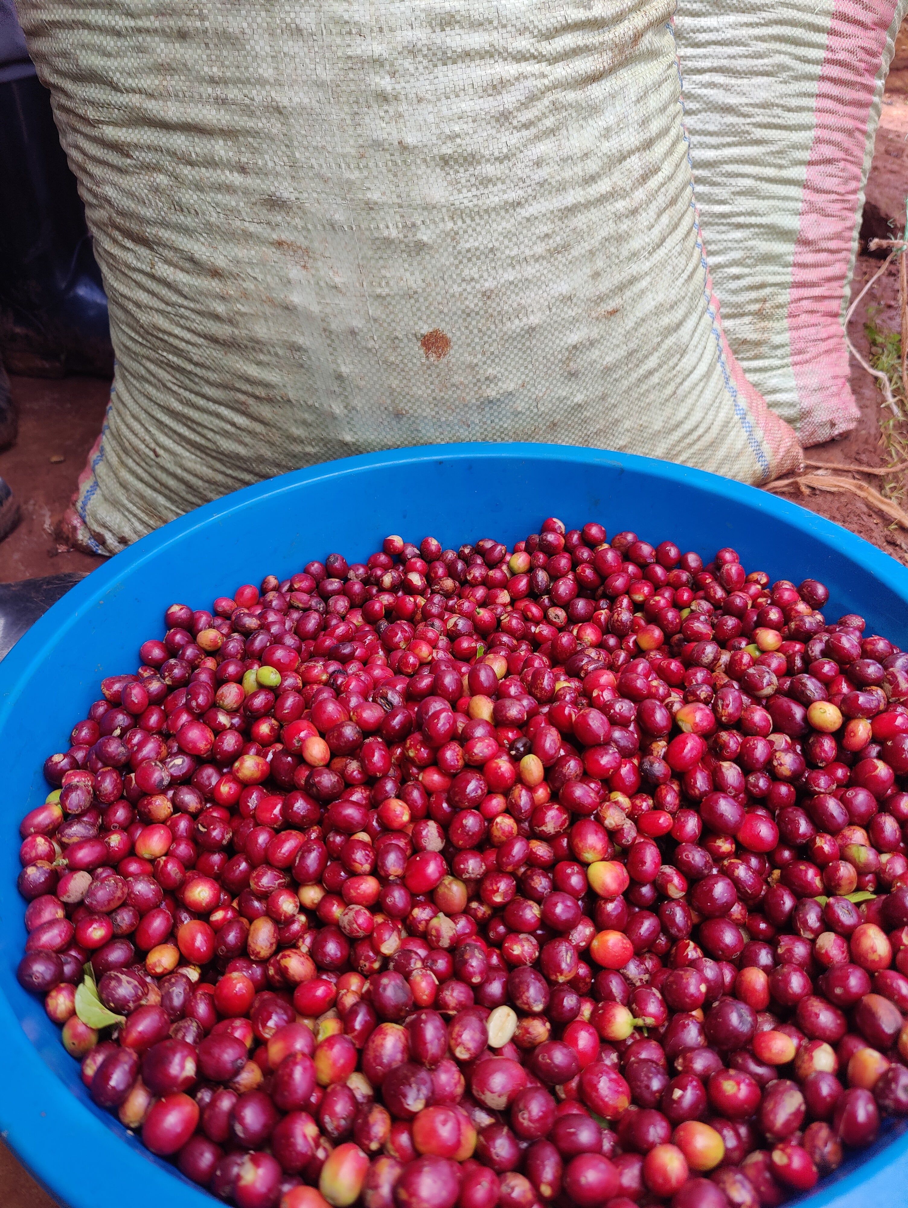 Filterkaffee „Mount Elgon"