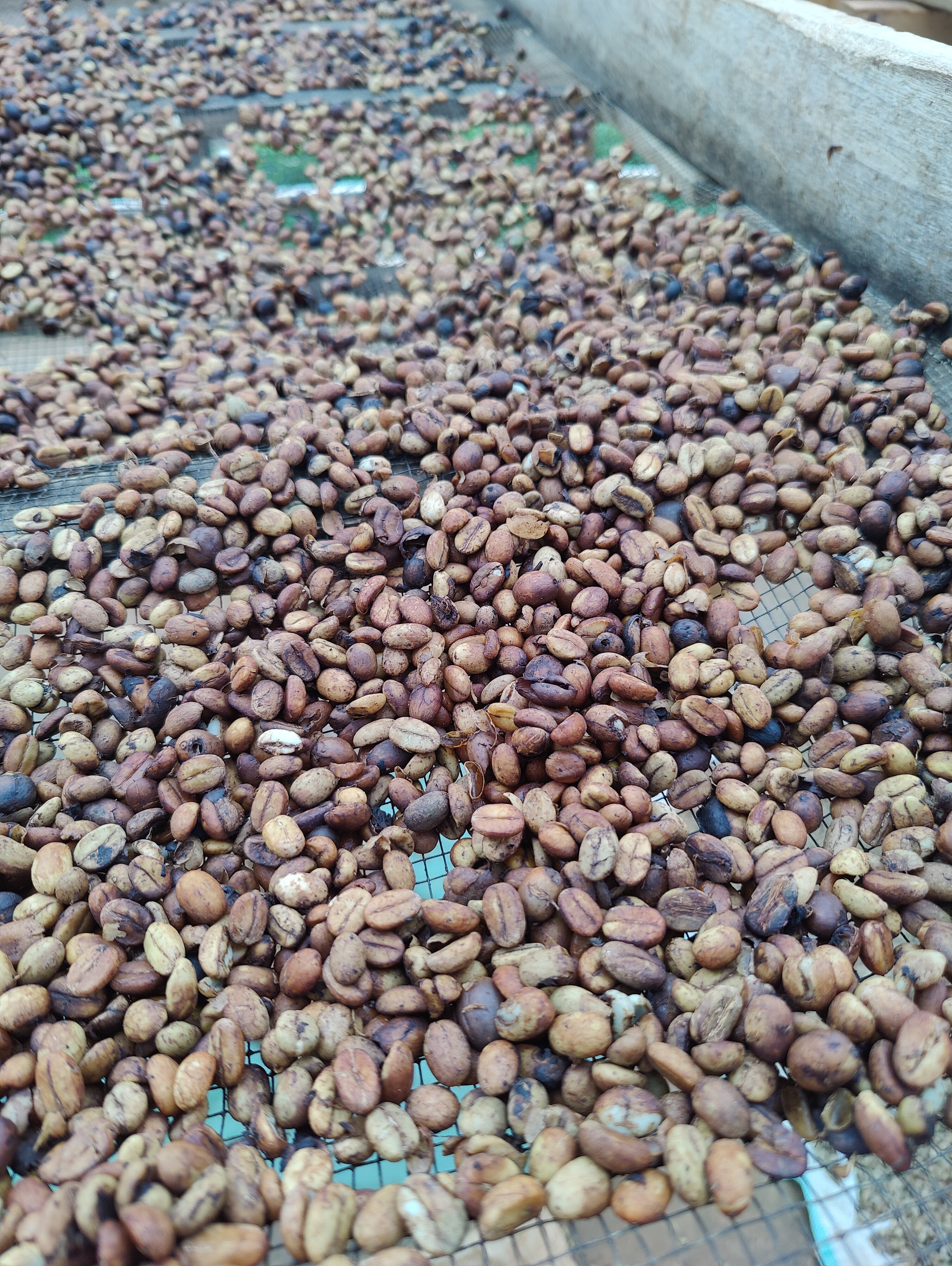 Filterkaffee „Mount Elgon"