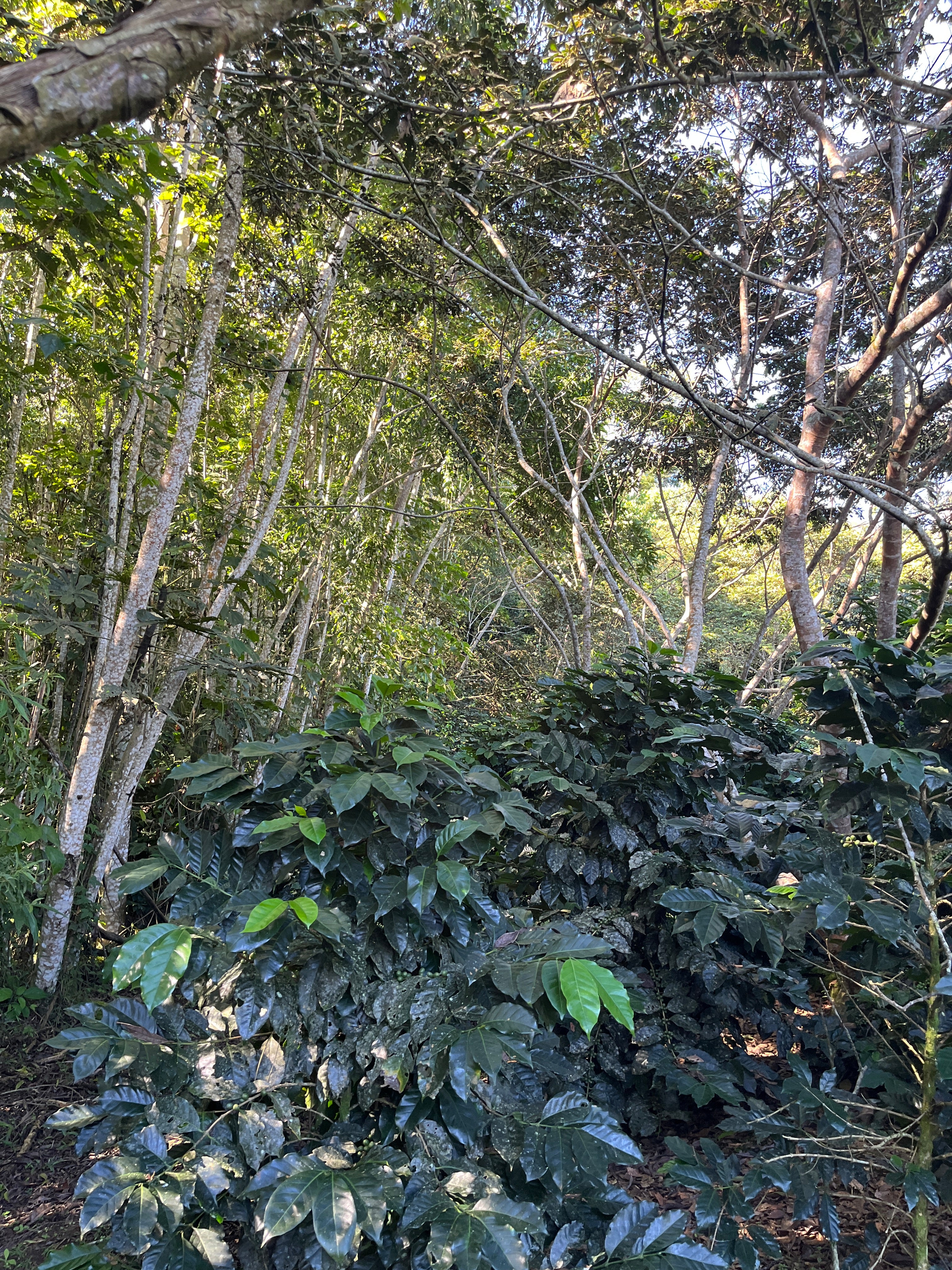 Espresso „Doña Susana"