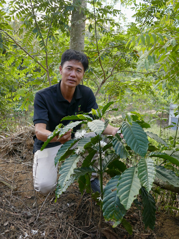 Future Coffee Farm