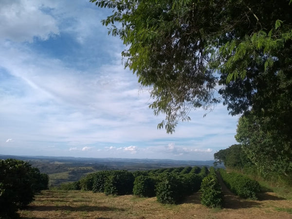 Campo Alegre Farm