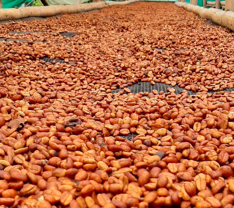 Filterkaffee „Villa Flor“- Pink Bourbon