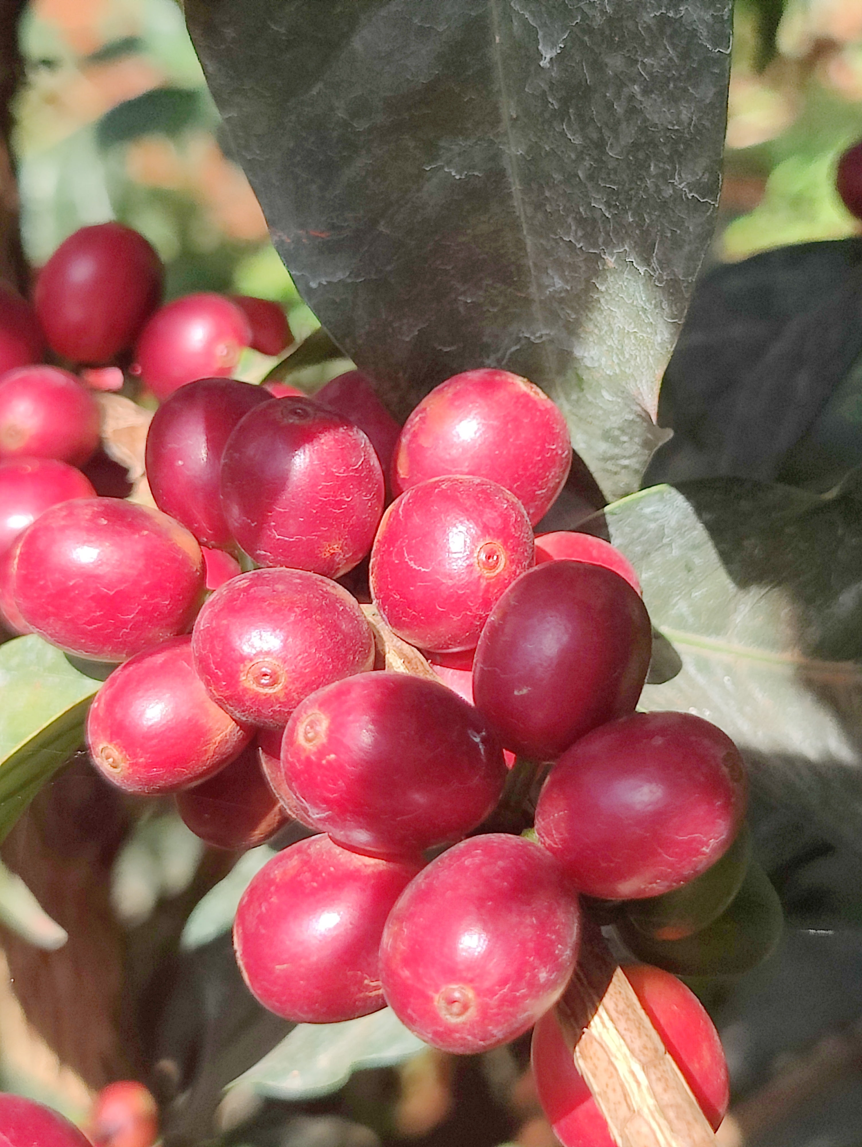 Espresso „Sipi Falls Red Honey“