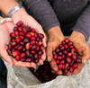 Filterkaffee „Villa Flor“- Pink Bourbon