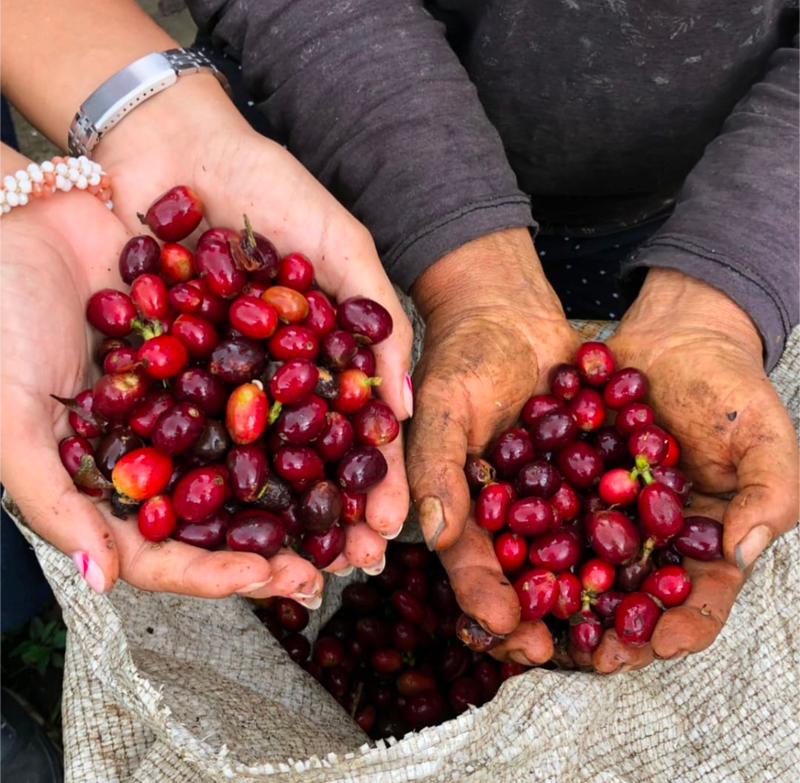 Filterkaffee „Villa Flor“- Pink Bourbon