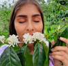 Filterkaffee „Villa Flor“- Pink Bourbon