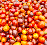Filterkaffee „Villa Flor“- Pink Bourbon