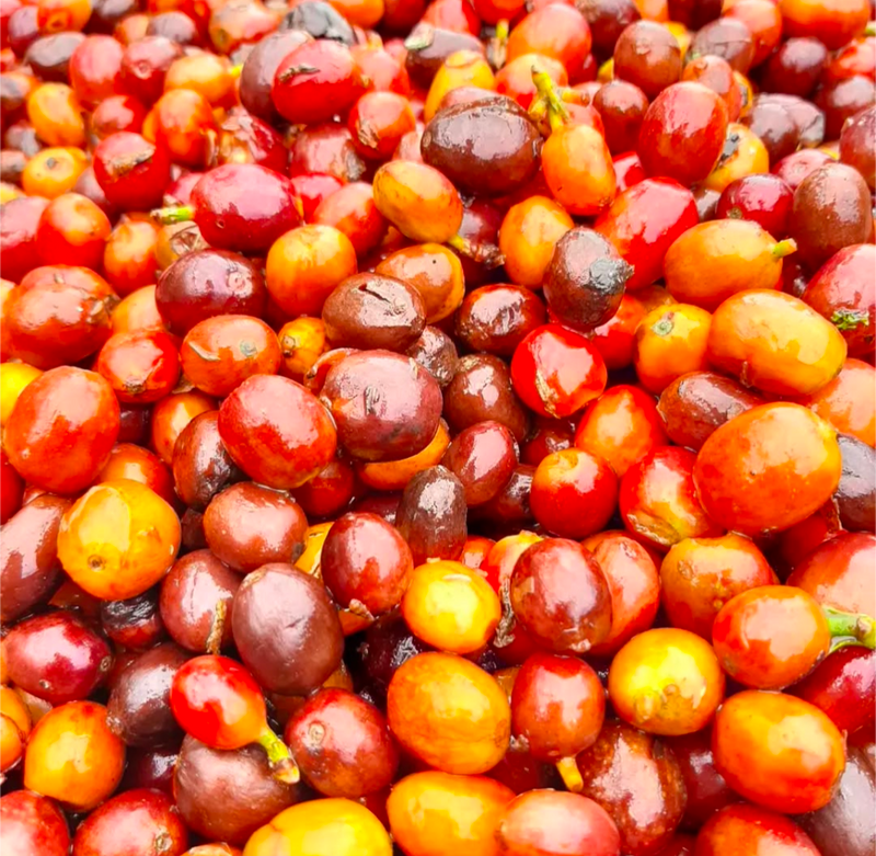 Filterkaffee „Villa Flor“- Pink Bourbon