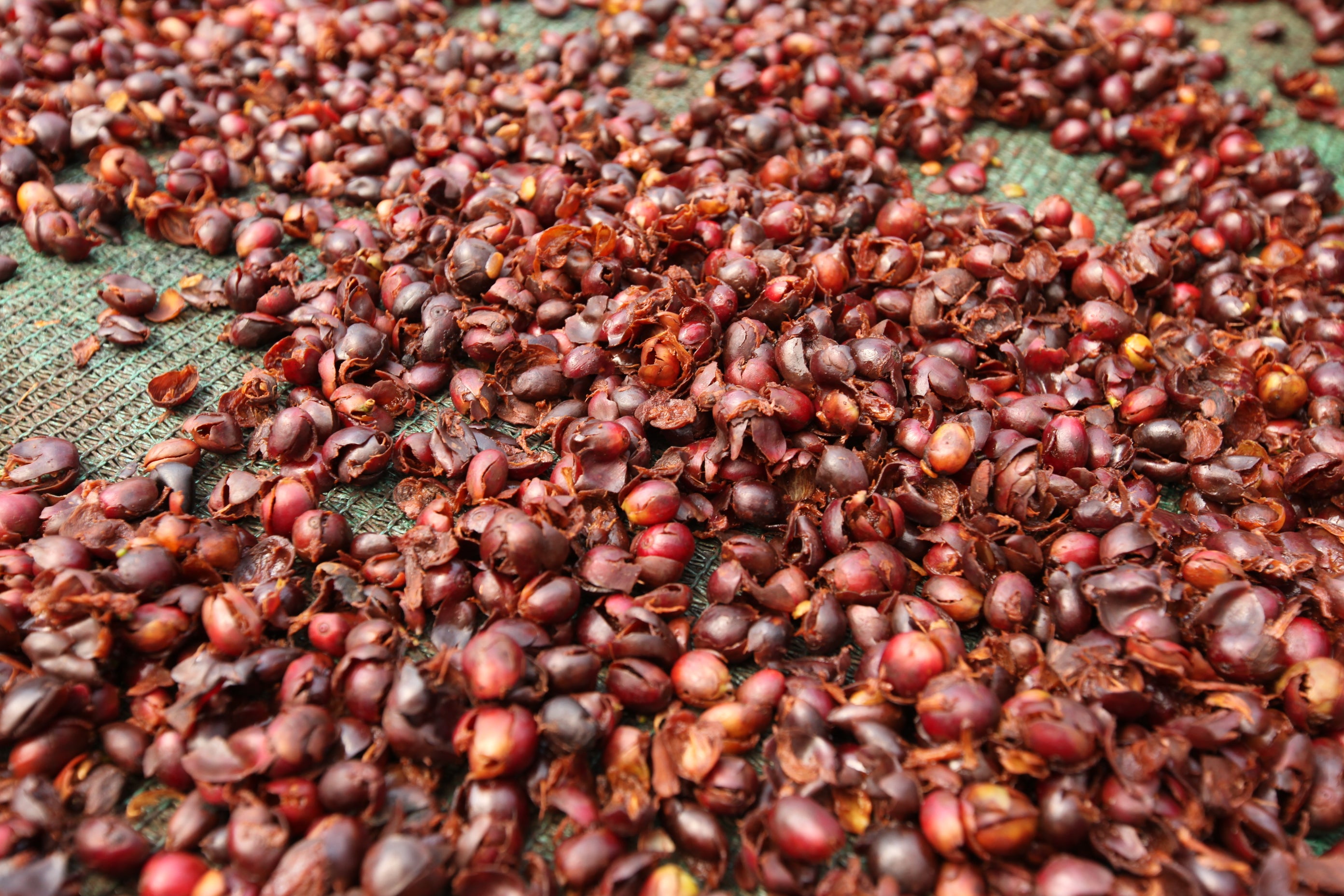 Cascara - Kaffeekirschentee