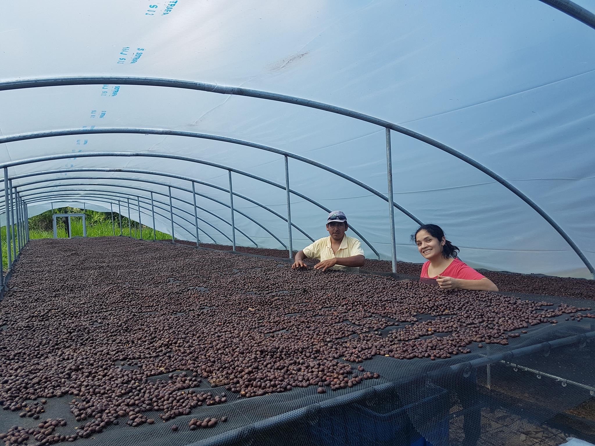 Cascara - Kaffeekirschentee